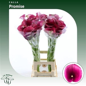 Calla Promise