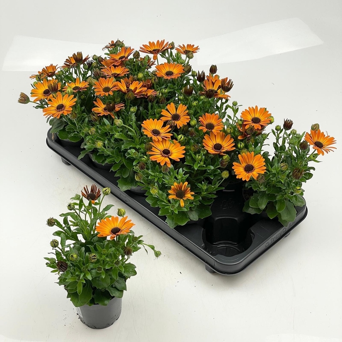 <h4>OSTEO SUNNY CAMBRIA</h4>