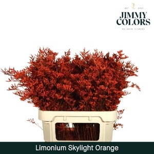 Limonium Skylight L80 Klbh. Oranje