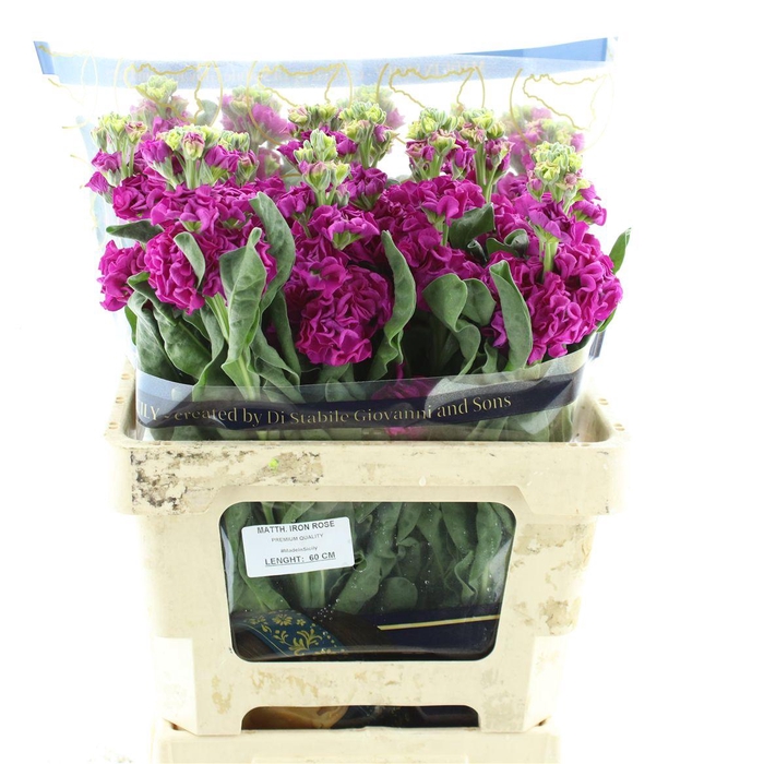 <h4>Matth Incana Iron Rose Super</h4>