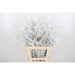 Grevilea Ivanhoe Kl Bh Wit