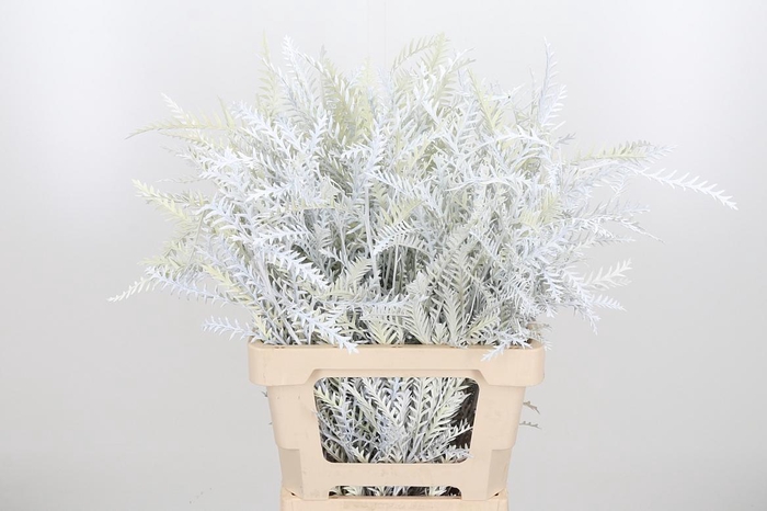 <h4>Grevilea Ivanhoe Kl Bh Wit</h4>