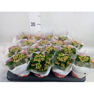 Kalanchoe blos. 'RosDon Nando'