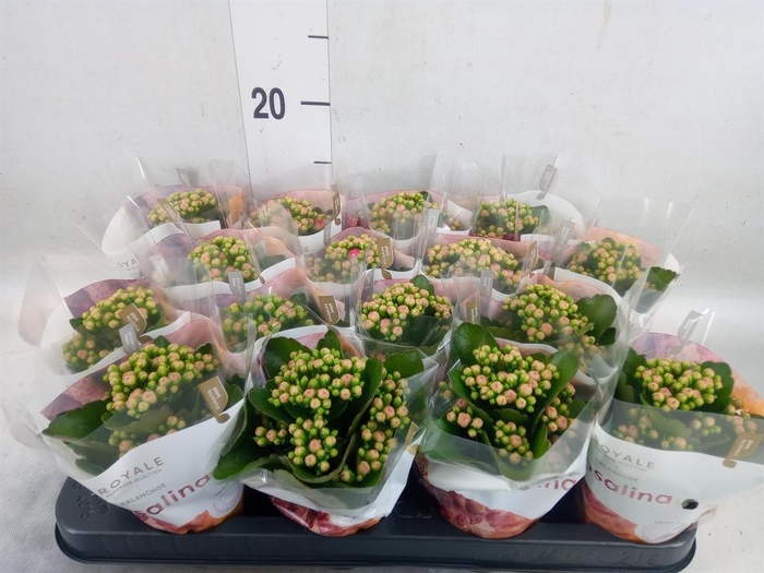 <h4>Kalanchoe blos. 'RosDon Nando'</h4>