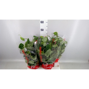 Scindapsus pictus 'Argyraeus'