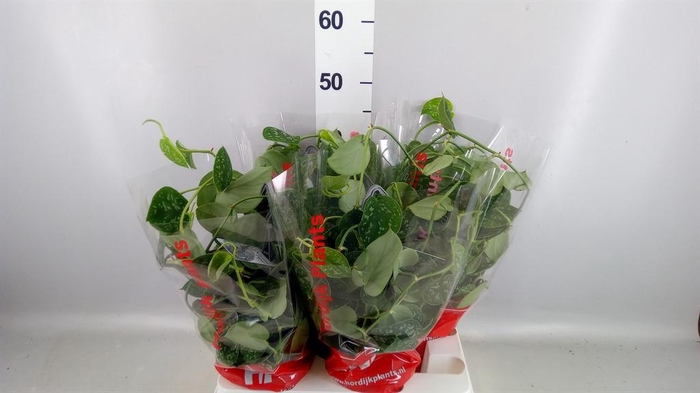 <h4>Scindapsus pictus 'Argyraeus'</h4>