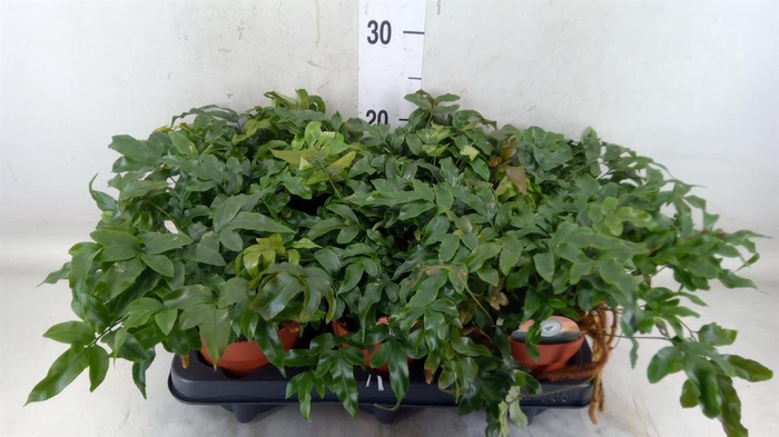 <h4>Davallia   ...</h4>