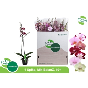 PHAL GEM
