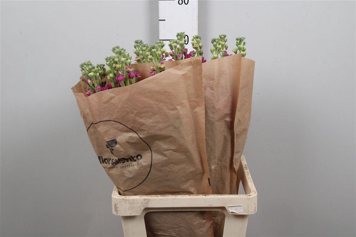 <h4>Matth Iron Rose</h4>