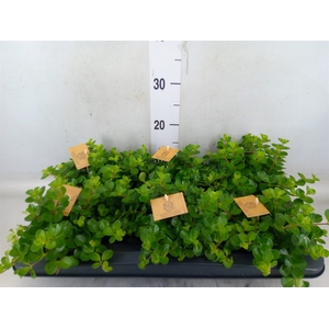 Peperomia rotundifolia