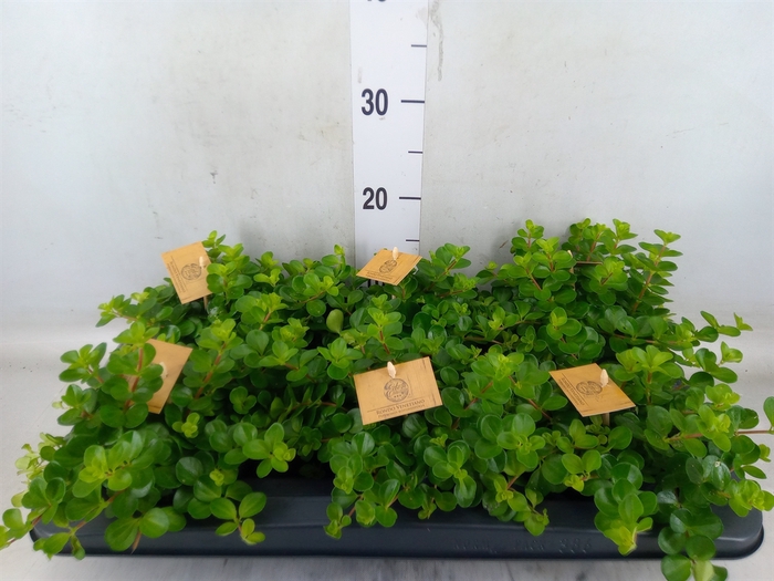 <h4>Peperomia rotundifolia</h4>
