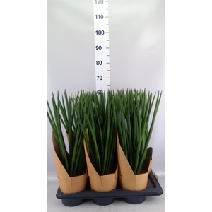 Sansevieria cyl.  ...