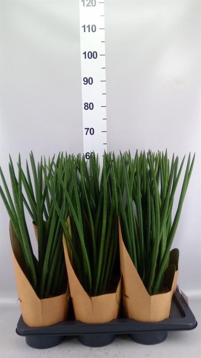 <h4>Sansevieria cyl.  ...</h4>