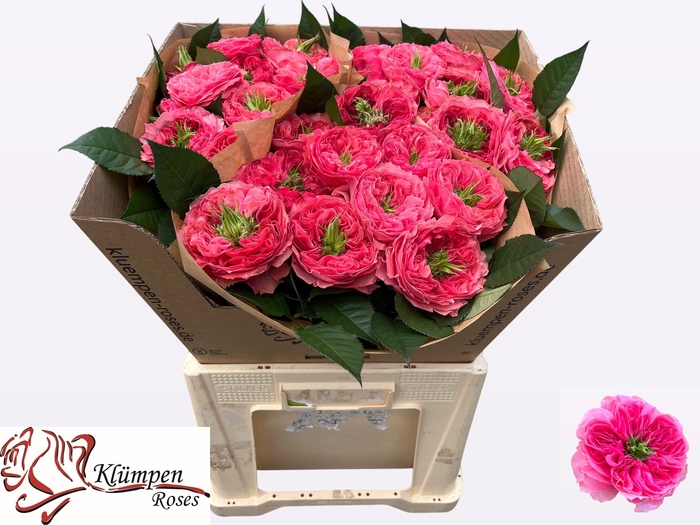 <h4>R GR MIDDLETON!</h4>