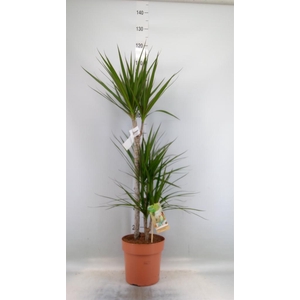 Dracaena marg.
