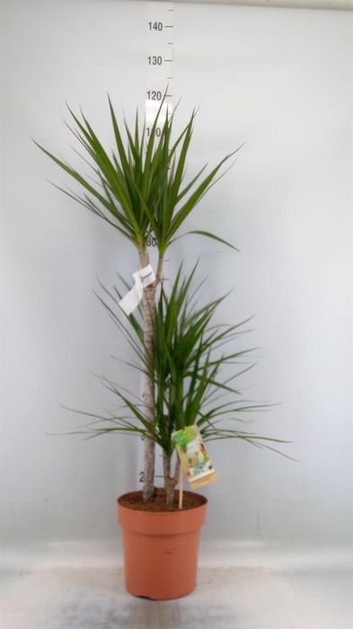 <h4>Dracaena marg.</h4>
