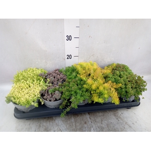 Sedum   ...