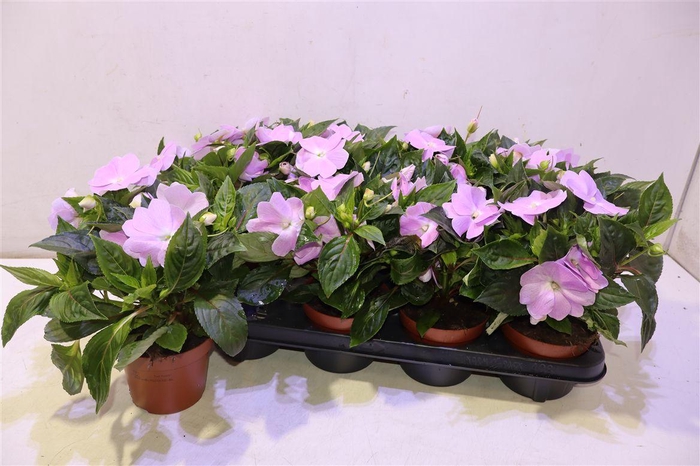 <h4>arr8 Impat Ng Ov Pink</h4>