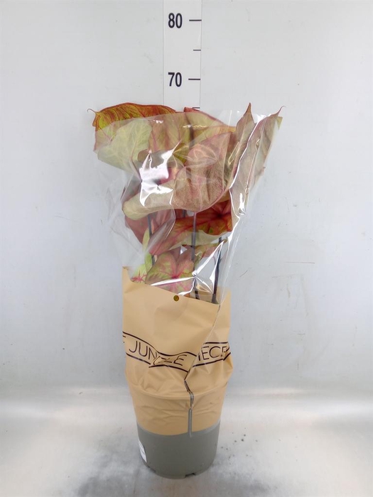 <h4>Caladium   ...</h4>