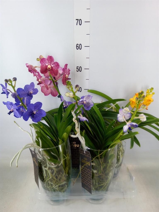 <h4>Vanda hybrids</h4>