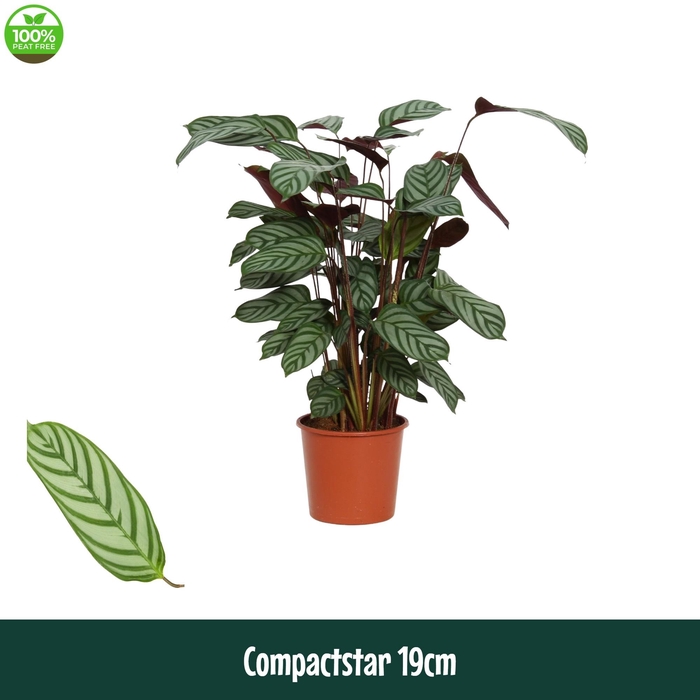 <h4>Calathea 19cm Compactstar (Ctenanhte) - Living</h4>