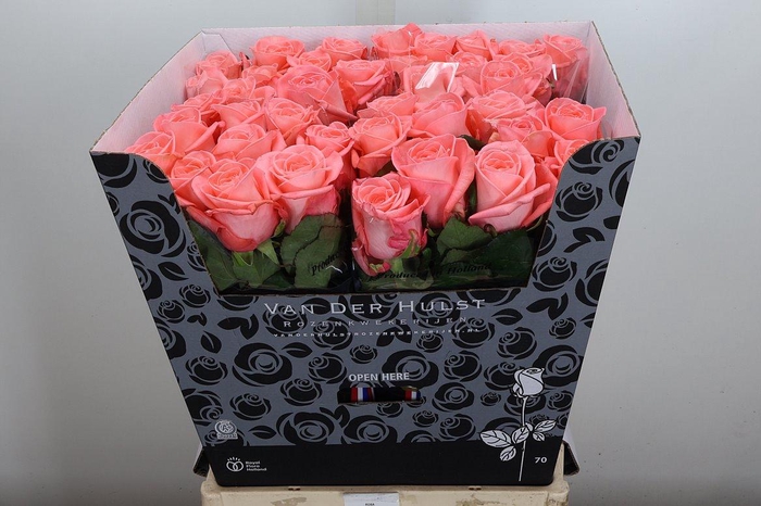 <h4>R Gr Big Girl</h4>