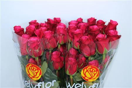 <h4>R GR CHERRY-O</h4>