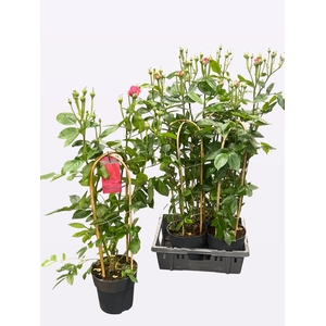 ROSA FL SPARK SELECT