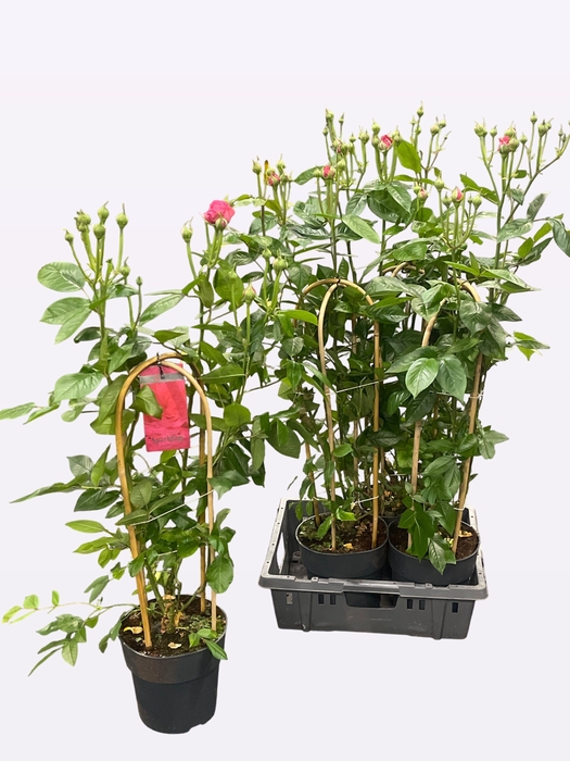 <h4>ROSA FL SPARK SELECT</h4>