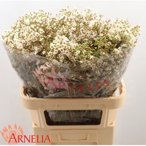 Chamelaucium Morning Delight