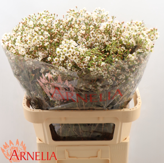 <h4>Chamelaucium Morning Delight</h4>