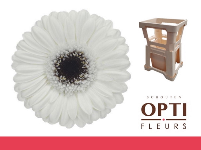 <h4>Germini Lido Water</h4>