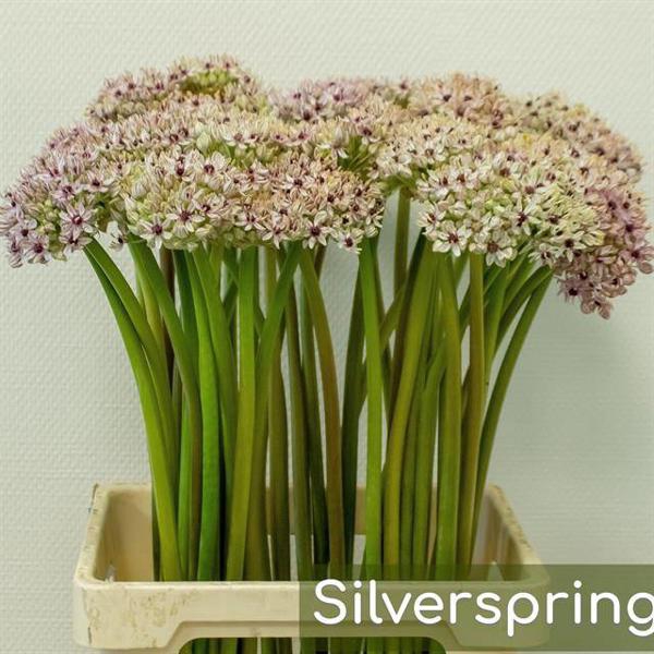<h4>Allium Silverspring Coop Bulbs of Lowlands</h4>