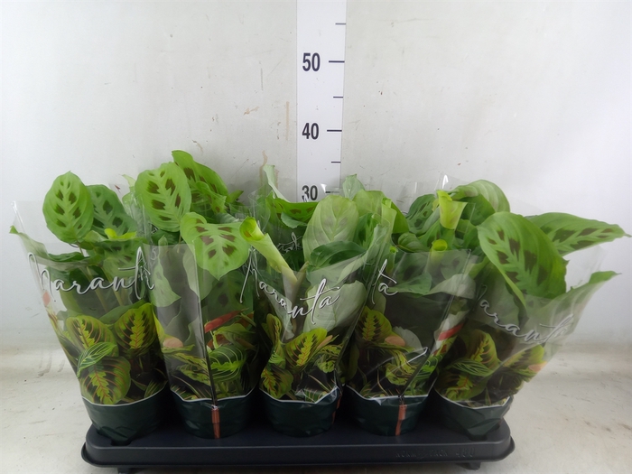 <h4>Maranta leuc. 'Lemon'</h4>