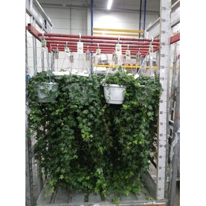 Hedera helix 'Pittsburgh'
