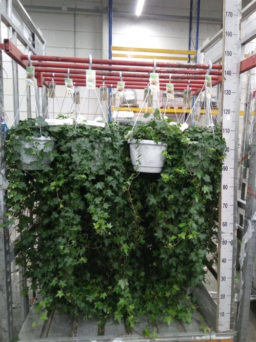 <h4>Hedera helix 'Pittsburgh'</h4>