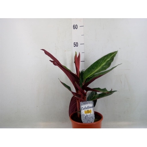 Stromanthe sanguin. 'Stripestar'
