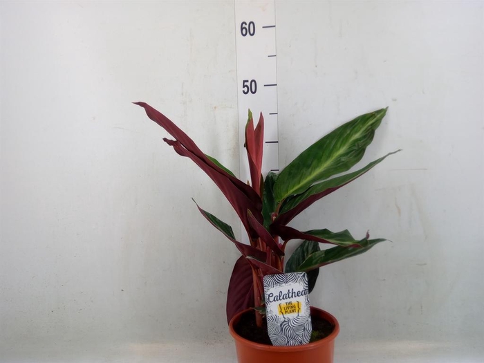 <h4>Stromanthe sanguin. 'Stripestar'</h4>