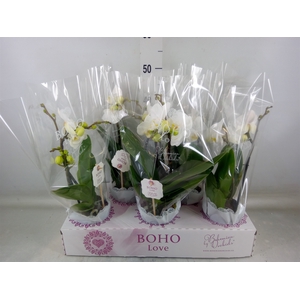 Phalaenopsis   ...white