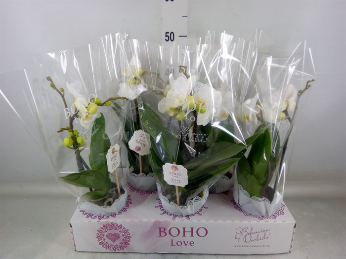 <h4>Phalaenopsis   ...white</h4>
