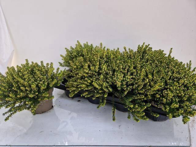 <h4>ERIC DA DARLEY DALE</h4>