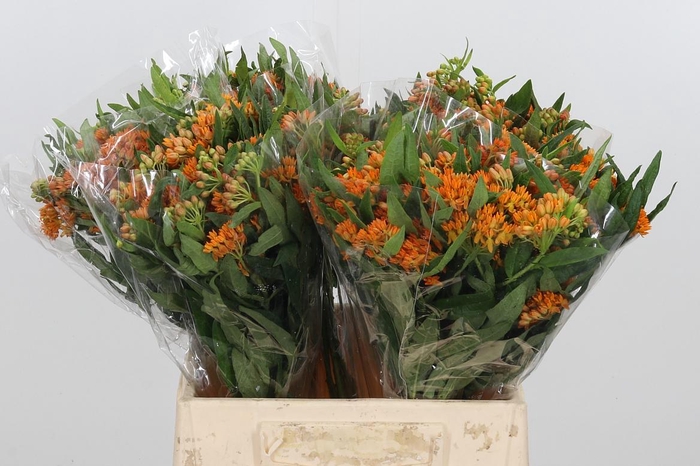 <h4>Asclepias Tuberosa</h4>