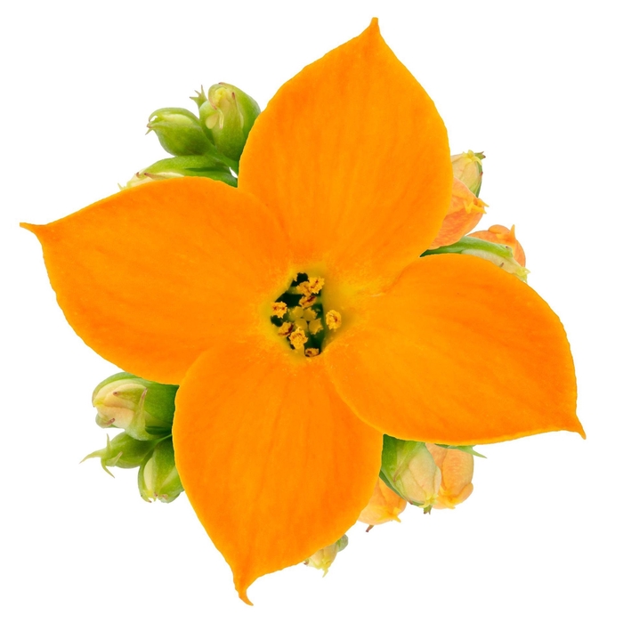 <h4>Kalanchoe Sanga</h4>