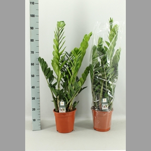 ZAMIO ZAMIIFOLIA