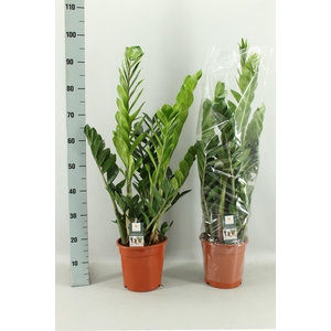 ZAMIO ZAMIIFOLIA