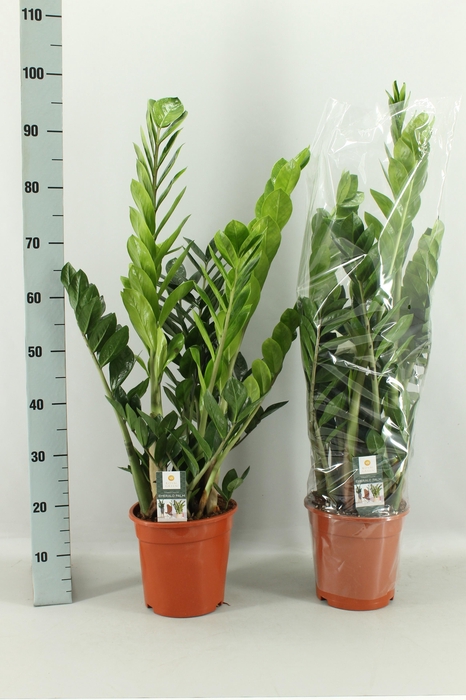 <h4>ZAMIO ZAMIIFOLIA</h4>