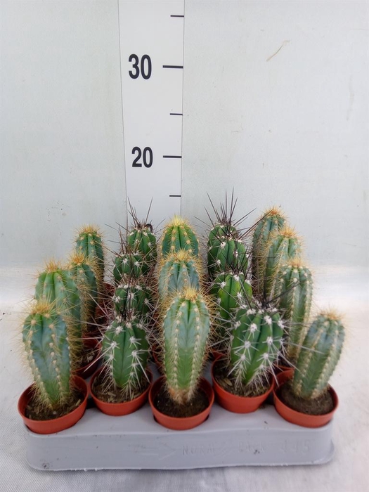 <h4>Cactus ...mix</h4>