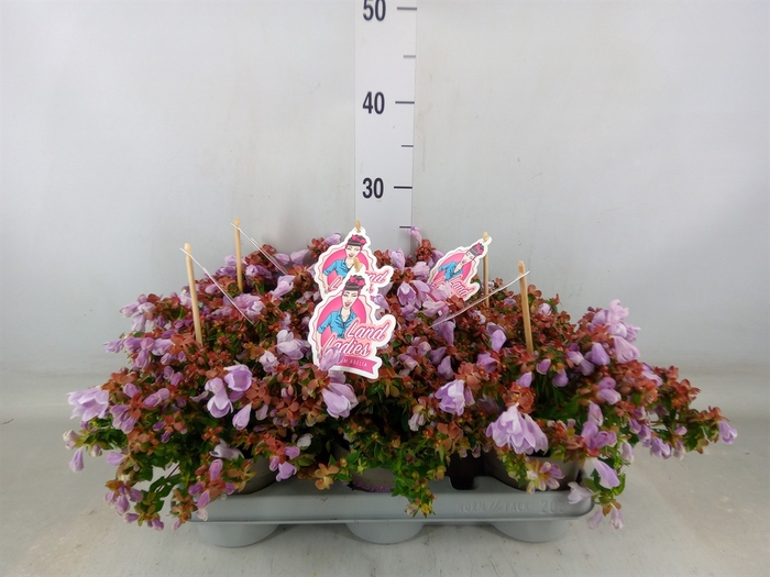 <h4>Abelia grandiflora 'Edward Gouch'</h4>