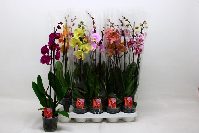 <h4>PHAL GEM 7 KL</h4>