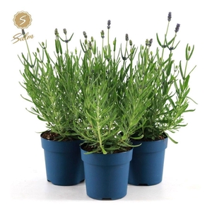 Lavandula Felice